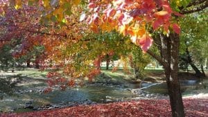 Harrietville Autumn River