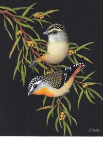 Lynette Cook-Pardalotes & wattle 2019