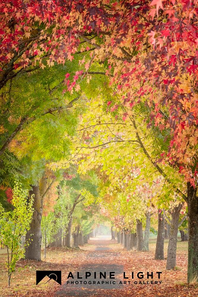 Avenue of Autumn Colours