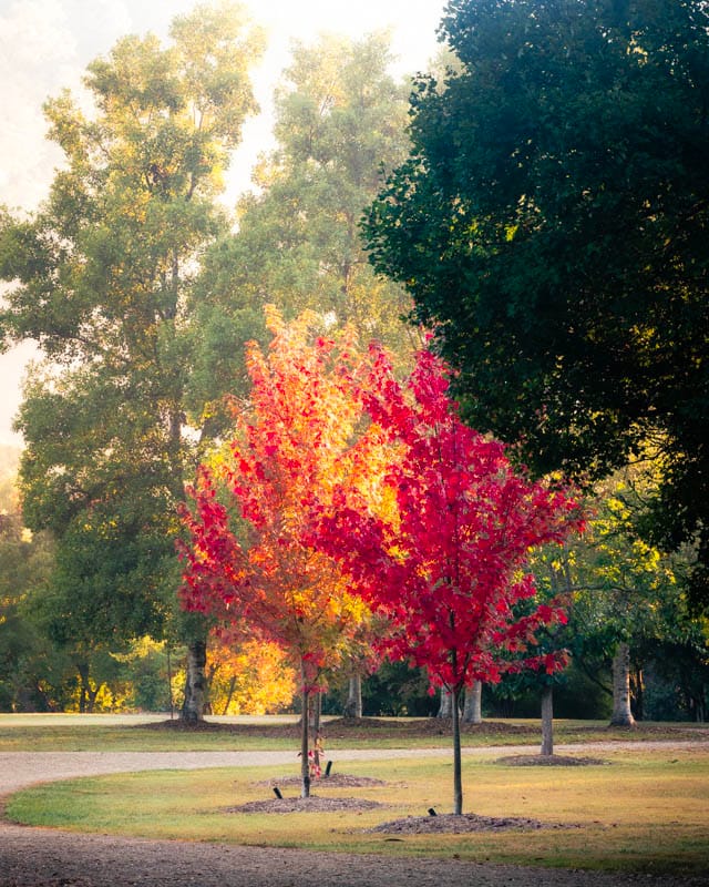 Bright Memorial Arboretum