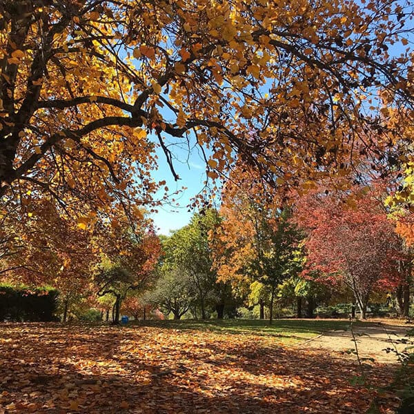 Danica park